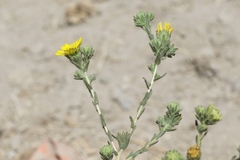 Deinandra bacigalupii