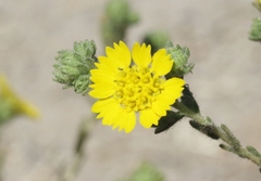 Deinandra bacigalupii