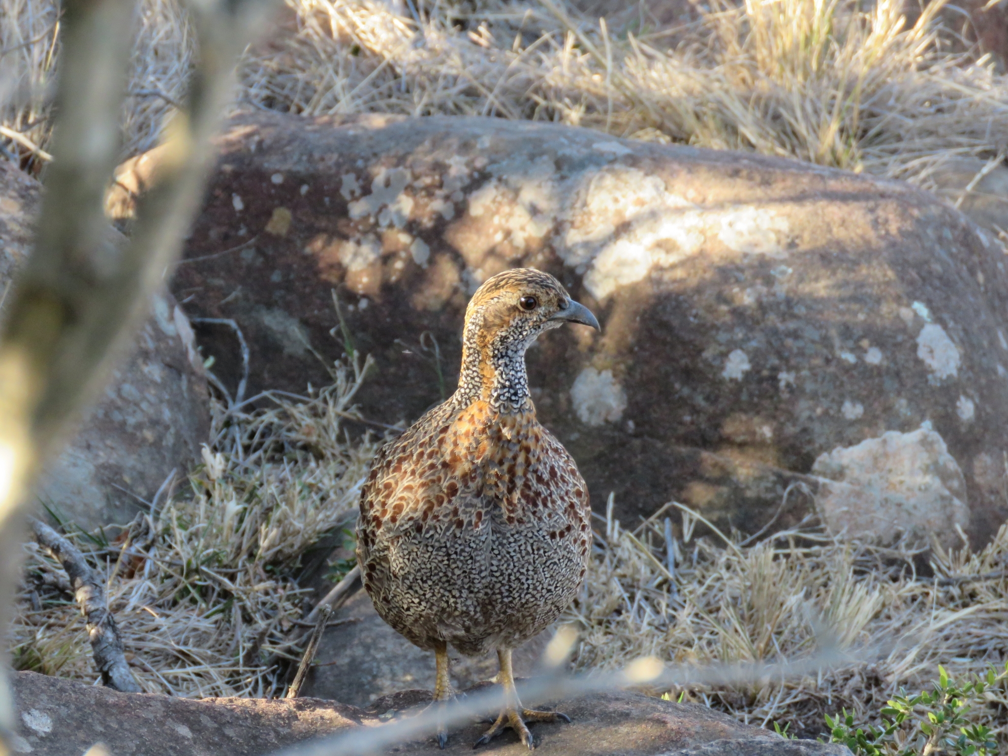 Grey-winged Francolin (Scleroptila afra)