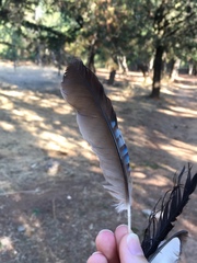 Garrulus glandarius graecus