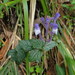 Scutellaria tashiroi - Photo (c) Brian Chiu, algunos derechos reservados (CC BY-NC-ND)