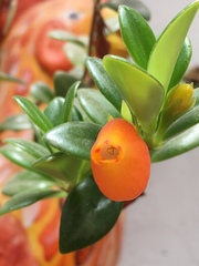 Nematanthus