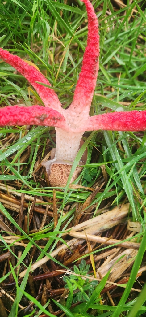 Clathrus archeri · June 2025 · photo: © sam-speight (iNaturalist, cc-by-sa)
