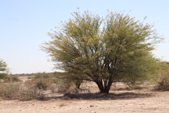 Prosopis pubescens image