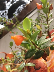 Nematanthus