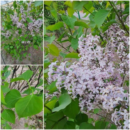 Syringa oblata (Syringa oblata)