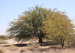 Prosopis pubescens image