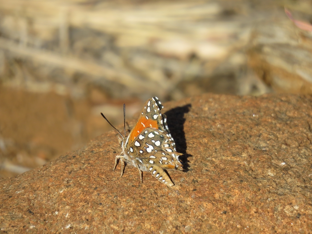 Warrior Silver-spotted Copper