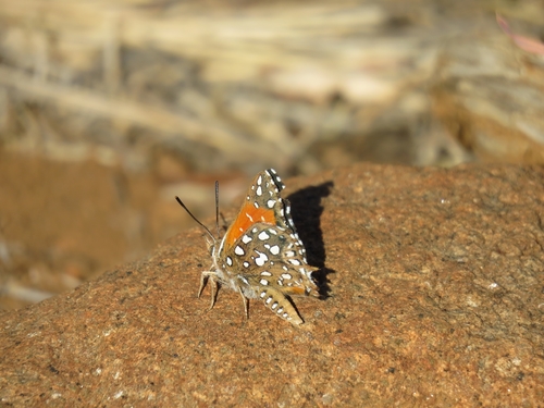 Warrior Silver-spotted Copper