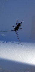 Tragidion coquus