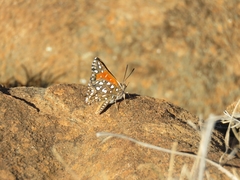 Argyraspodes argyraspis