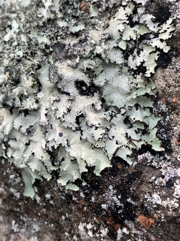 Salted Ruffle Lichen