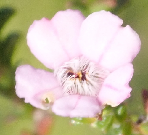 Image of Euchaetis albertiniana by (c) Nicola van Berkel, some rights reserved (CC BY-SA)