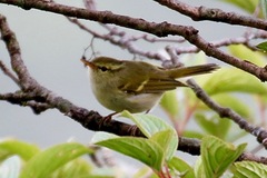 Phylloscopus reguloides