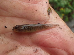 Padogobius bonelli