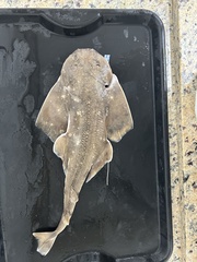 Angular Angelshark photo 1