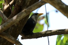 Ceuthmochares australis