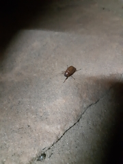 Coleoptera