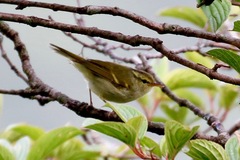 Phylloscopus reguloides