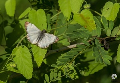 Heliopetes laviana