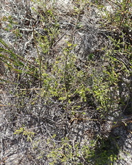 Lachnaea axillaris