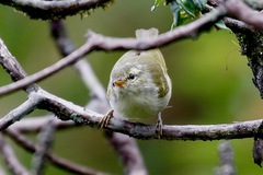Phylloscopus reguloides