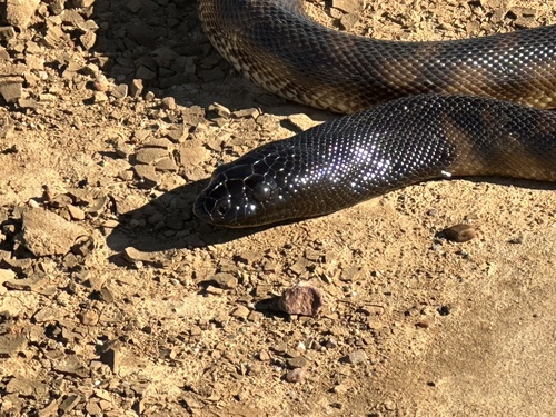 Black-headed Python sighting