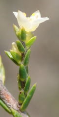 Lachnaea axillaris