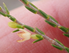 Lachnaea axillaris