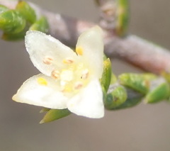 Lachnaea axillaris