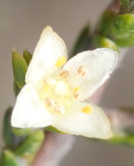 Lachnaea axillaris