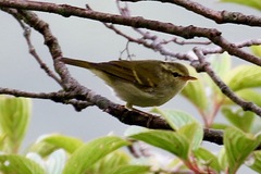 Phylloscopus reguloides