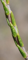 Lachnaea axillaris