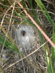 Agelena labyrinthica