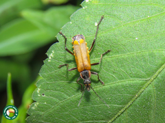 Chauliognathus atroscutellaris