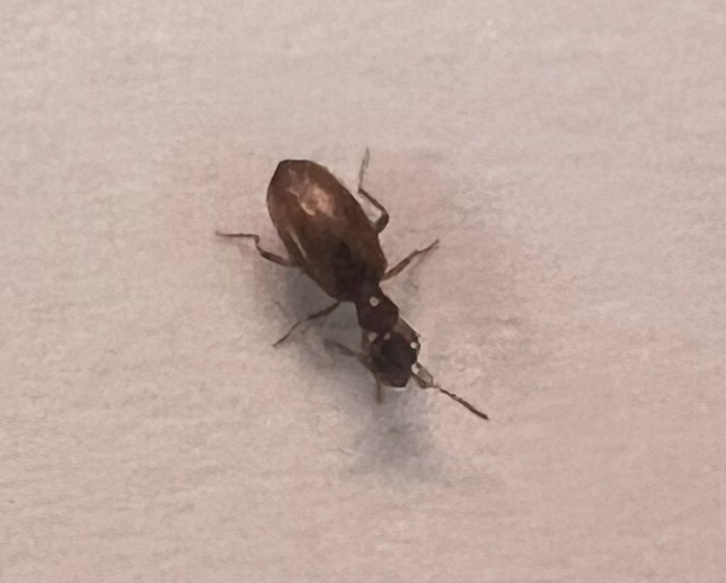 Ischyropalpus turgidicollis