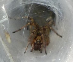 Agelena labyrinthica