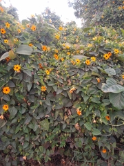 Thunbergia alata