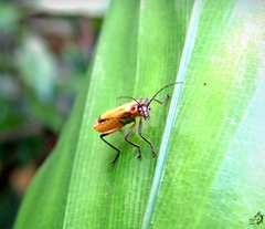 Chauliognathus atroscutellaris