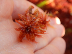 Sphagnum magellanicum