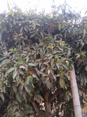 Mangifera indica