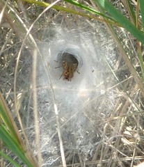 Agelena labyrinthica