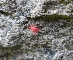 Eupodina