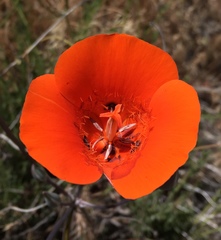 Calochortus kennedyi kennedyi