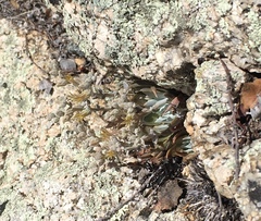 Dudleya abramsii affinis