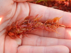 Sphagnum magellanicum