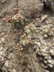 Eriogonum saxatile