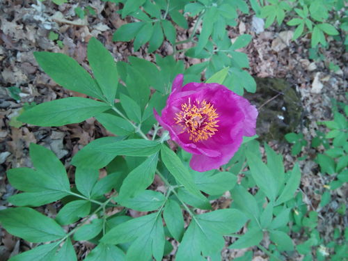 Paeonia arietina (Paeonia arietina)