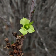 Milk Spurge (Euphorbia lactiflua)