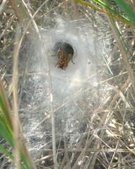 Agelena labyrinthica